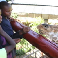 Petting Giraffe Petting Giraffe
